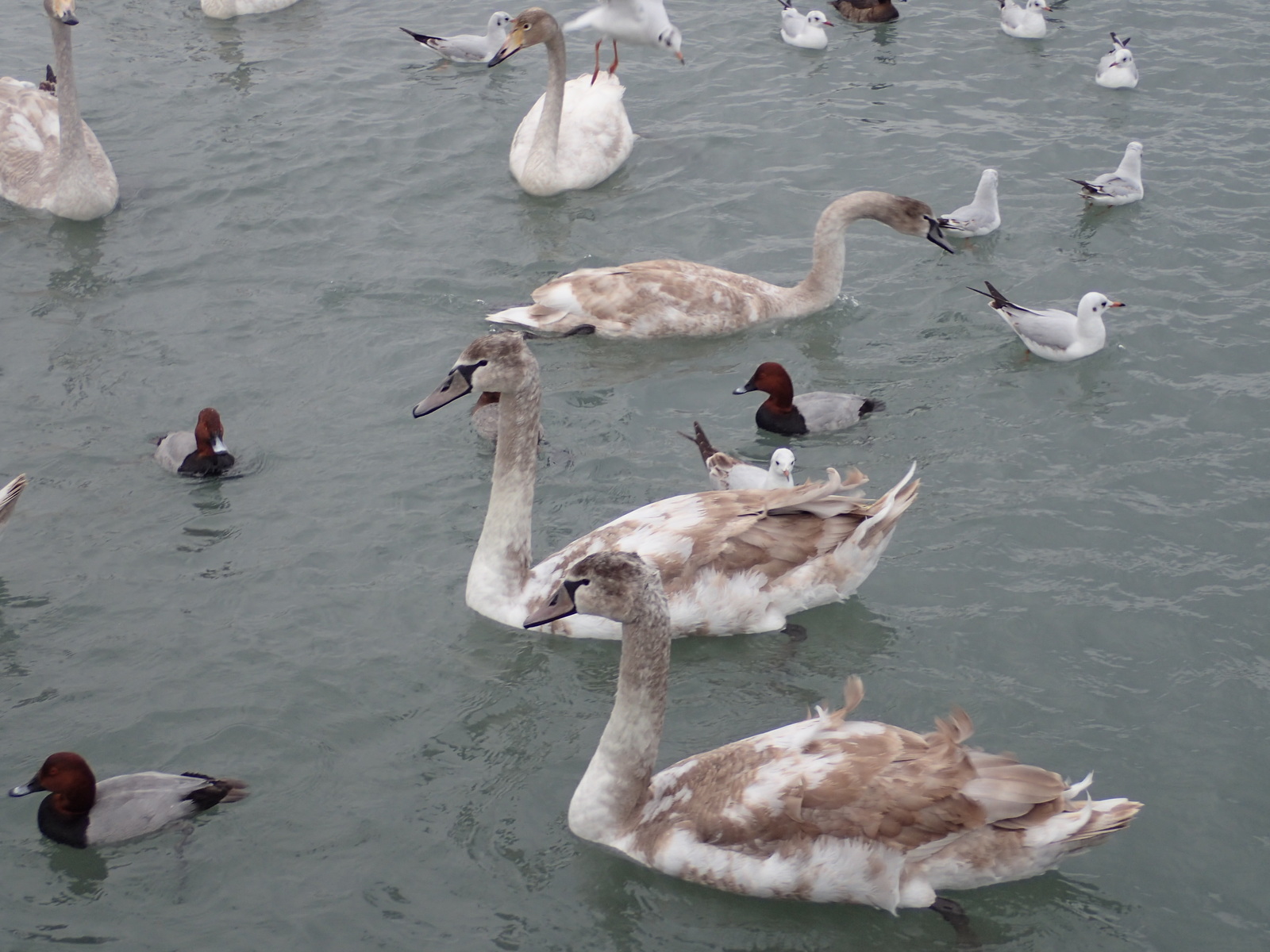 A bit of January Novorossiysk - My, Novorossiysk, January, Sea, Birds, Ship, Russia, Longpost