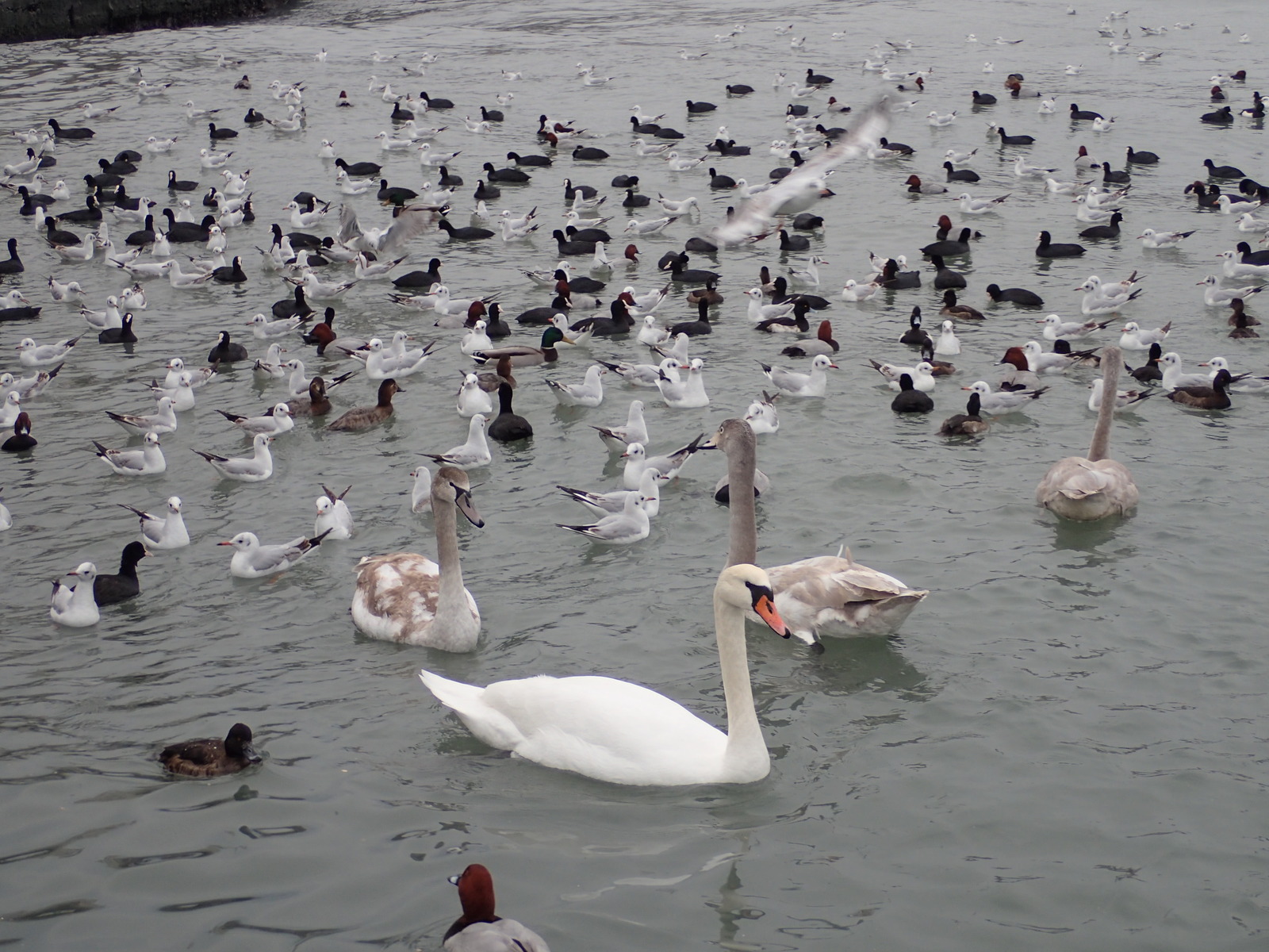 A bit of January Novorossiysk - My, Novorossiysk, January, Sea, Birds, Ship, Russia, Longpost