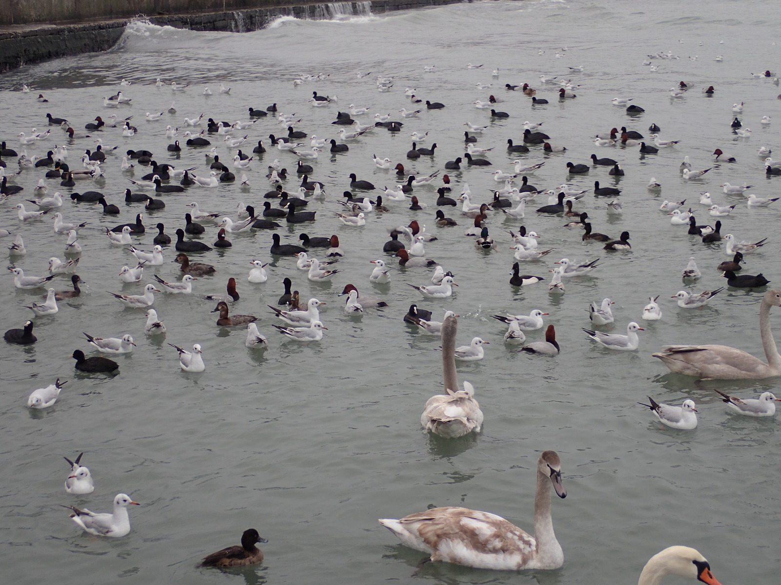 A bit of January Novorossiysk - My, Novorossiysk, January, Sea, Birds, Ship, Russia, Longpost