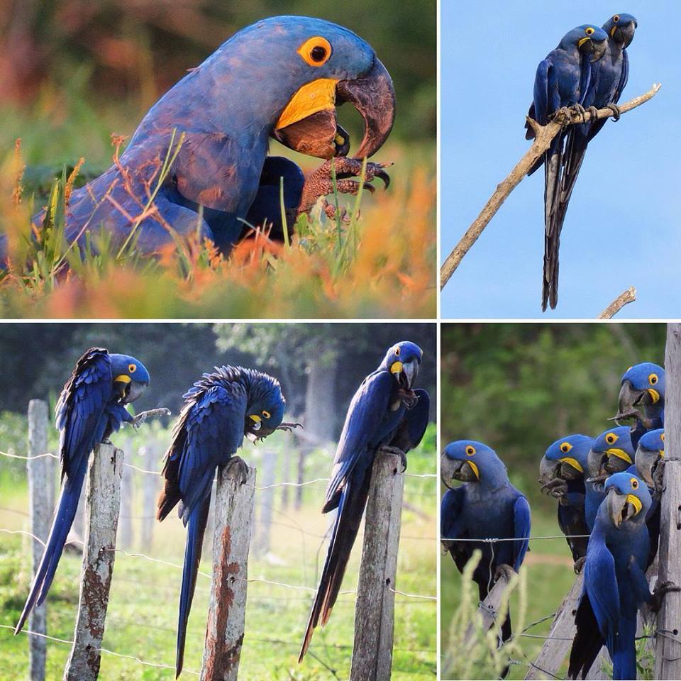 Life in Brazil. - My, Brazil, The photo, Question, Longpost