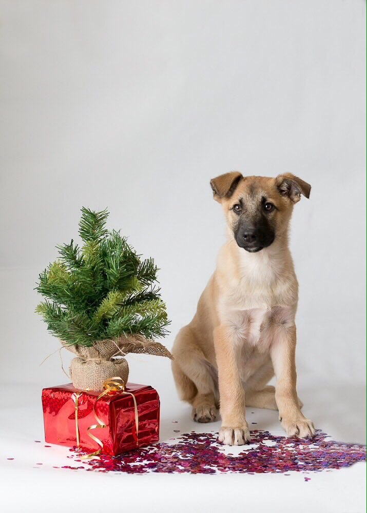 TWO CHARMING PUPPIES (BOY AND GIRL) IN GOOD HANDS! - My, , , Dog, In good hands, Puppies, , , Longpost