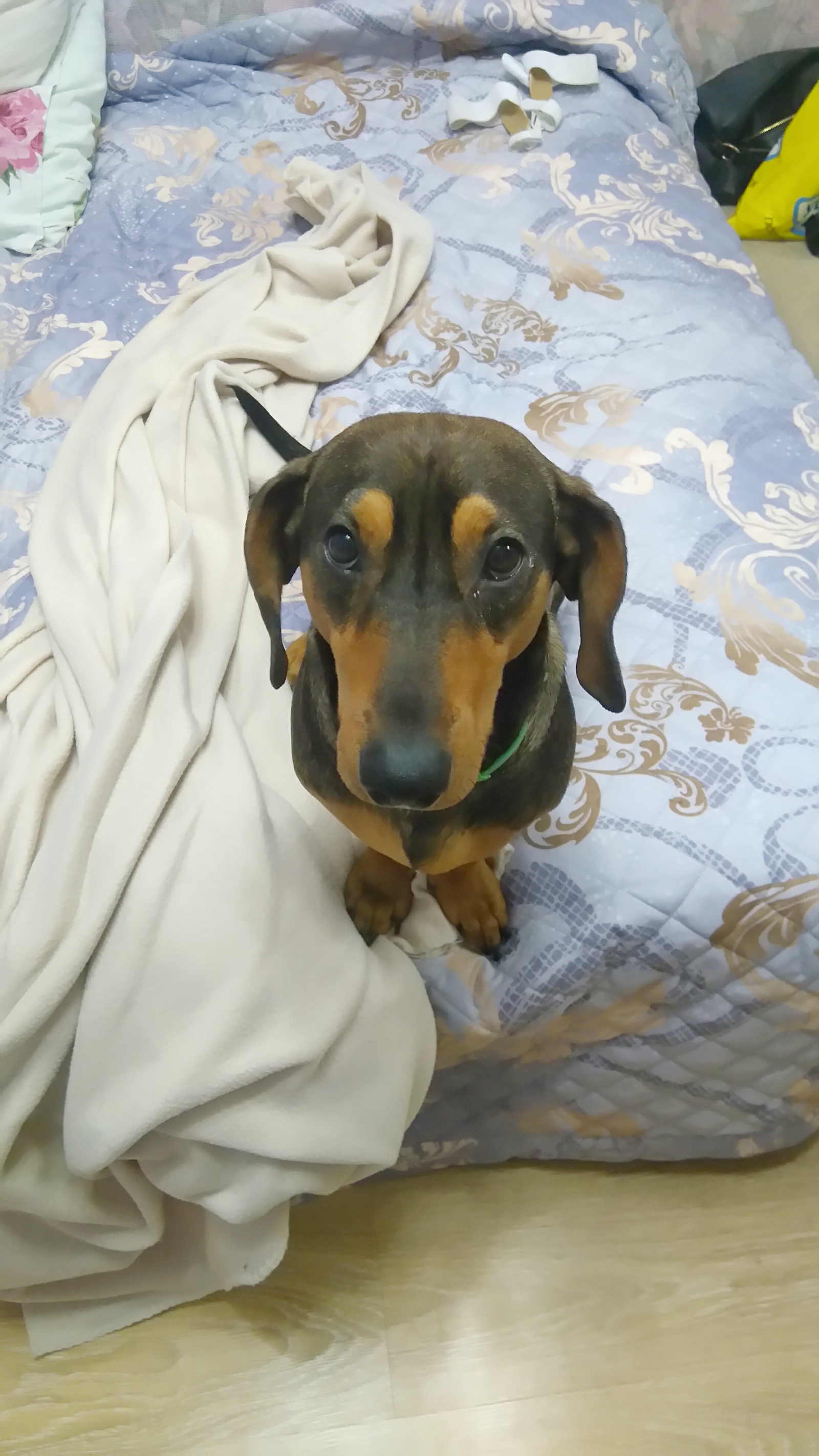 I've been waiting for you... - My, Dachshund, Alone at home, I miss, My, Longpost, Home Alone (Movie)