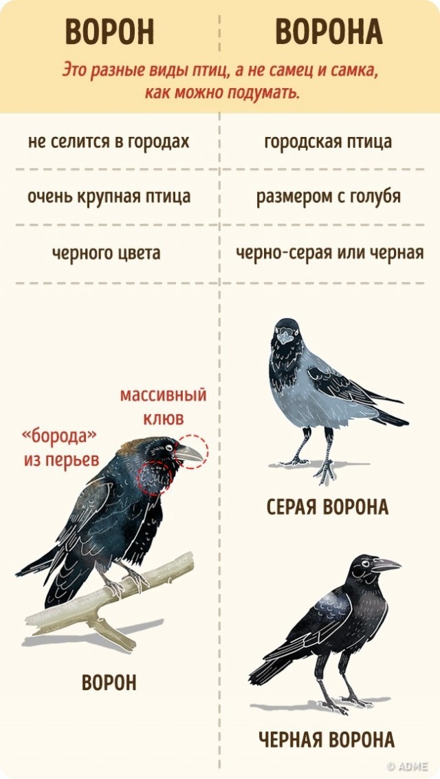 The simplest things that we confuse since school! - Not mine, Necessary, Knowledge, Confusion, Confusion, Concept, Longpost, ADME