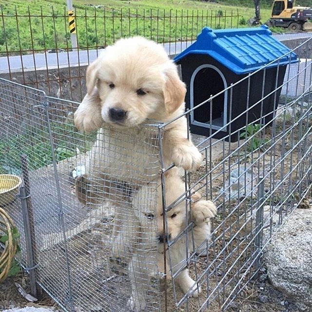 Escape plan - Photo, Dog, Puppies