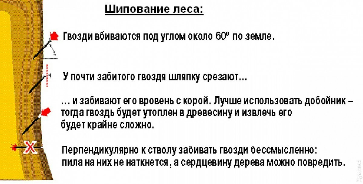 В незалежной Одессе активисты гвоздями спасли деревья - Одесса, Дерево, Гвозди, Независимость, Длиннопост