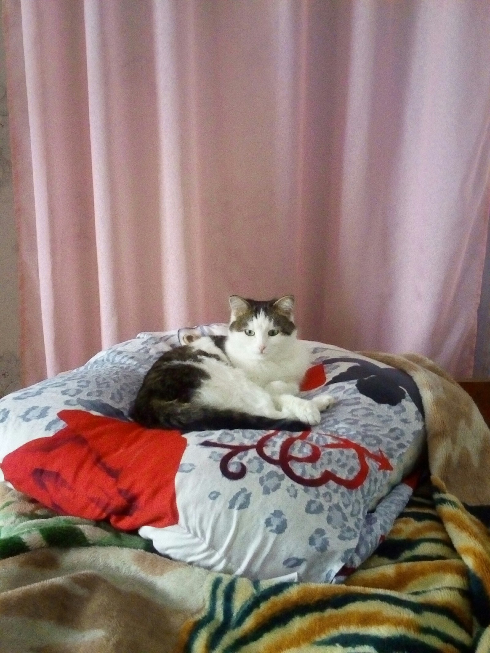 Princess Maya - My, cat, Pillow