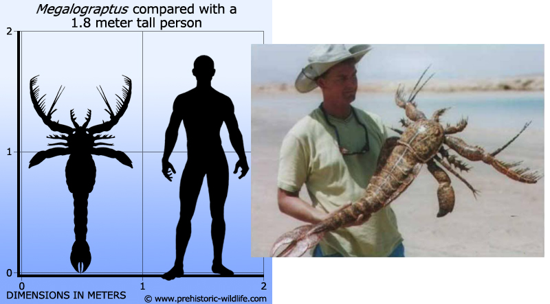 Great Ordovician Radiation - My, Ordovician, Interesting, Paleontology, , Longpost