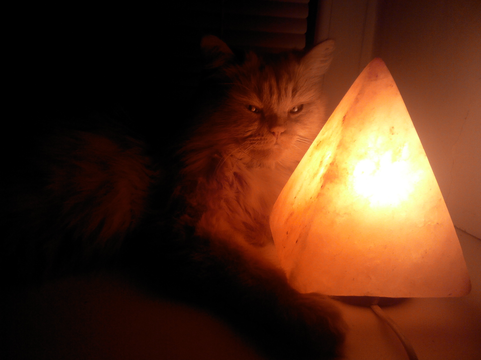 My cat is warming himself by the lamp - My, cat, Cat with lamp