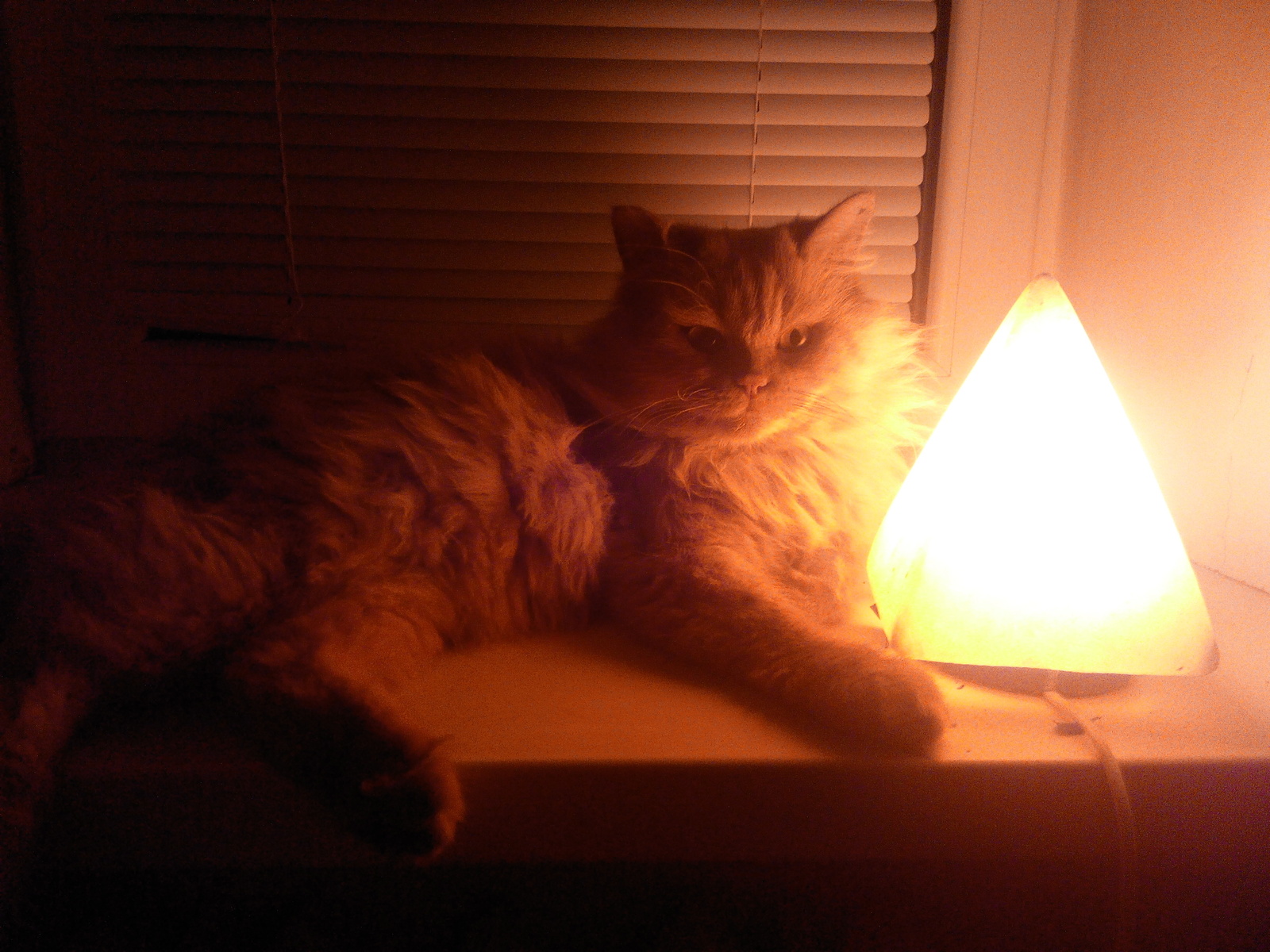 My cat is warming himself by the lamp - My, cat, Cat with lamp