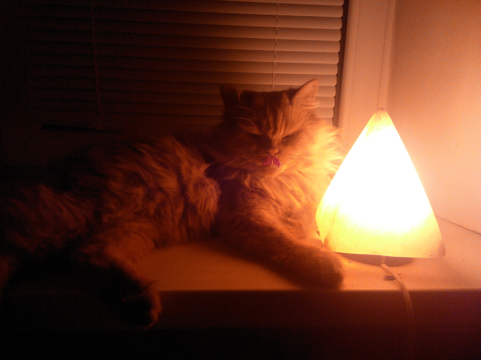 My cat is warming himself by the lamp - My, cat, Cat with lamp