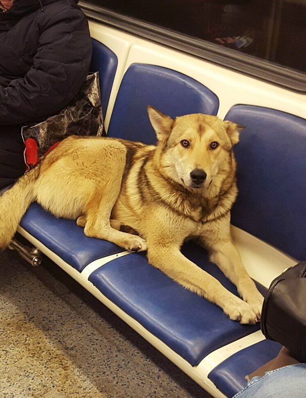 However hello - Dog, Metro, Saint Petersburg