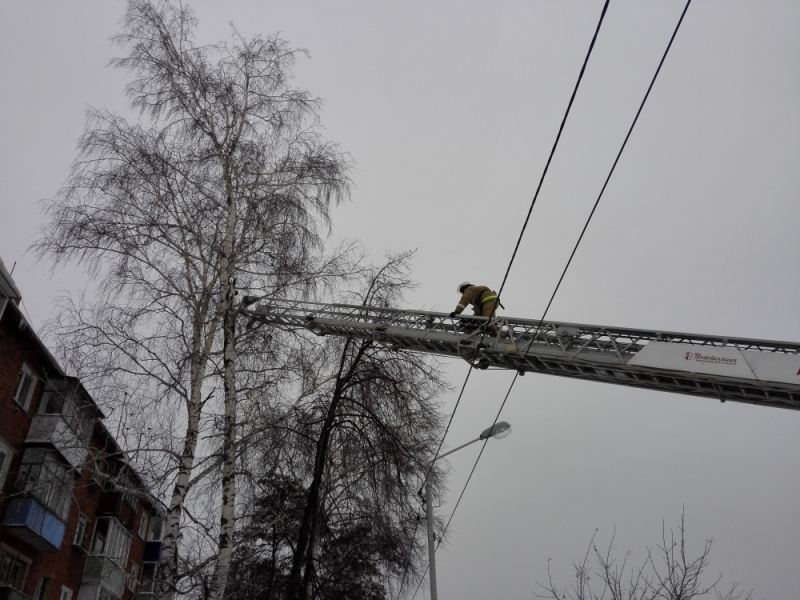 Kotovsk firefighters removed a cat from a tree using a 30-meter ladder - cat, Birch, Tree, Firefighters, The rescue, Kotovsk, Tambov, Longpost