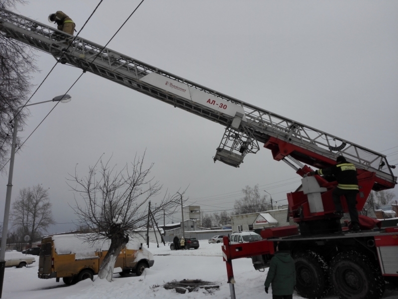 Kotovsk firefighters removed a cat from a tree using a 30-meter ladder - cat, Birch, Tree, Firefighters, The rescue, Kotovsk, Tambov, Longpost