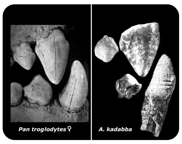 Our Lineage: Hominid (Part 1) - Anthropogenesis, Primates, Hominids, Sahelanthrop, Orrorin, , , Video, Longpost