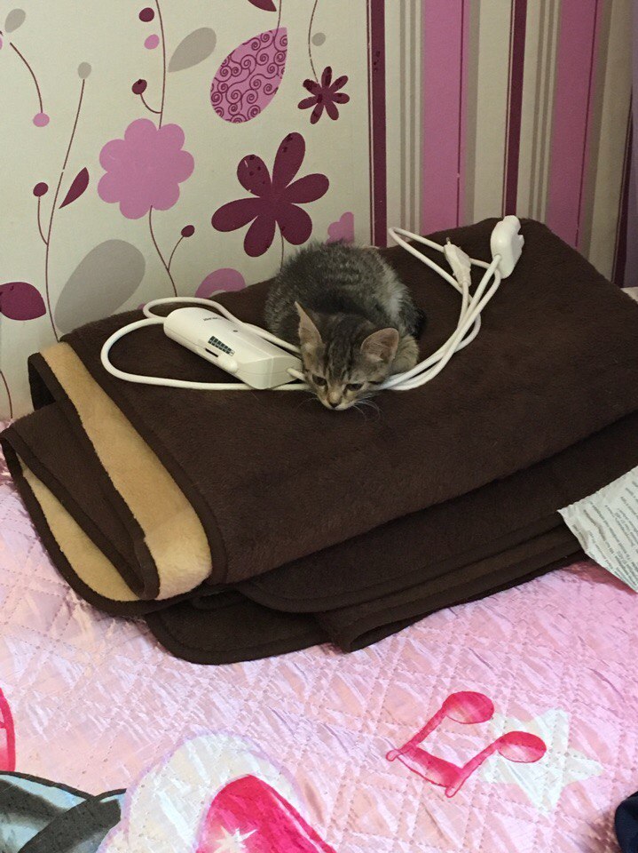 The kitten really needs a home! Mytishchi - cat, In good hands, Mytischi, Helping animals, Help, , Longpost