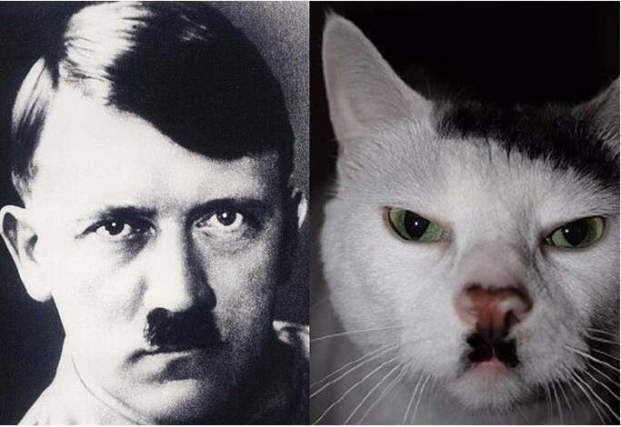 По-моему мой кот на кого-то похож | Пикабу