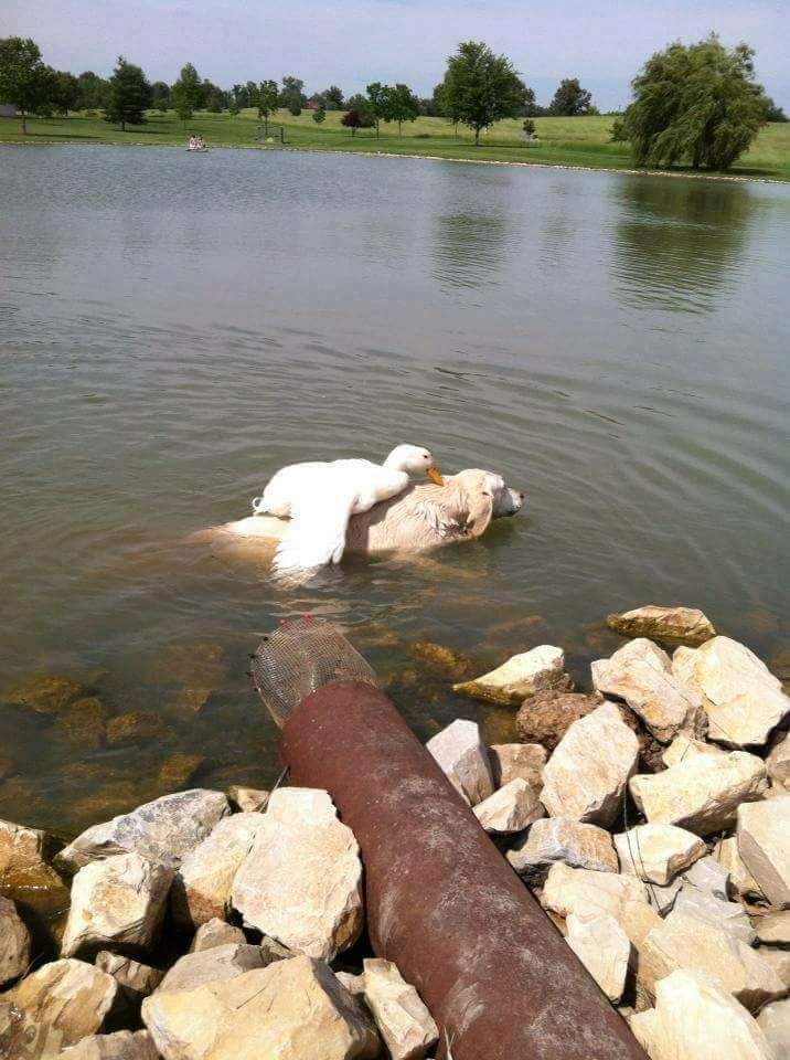 Goose rides a dog, nothing out of the ordinary - Гусь, Dog