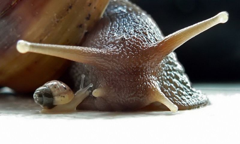 A snail has approximately 25,000 teeth. - Snail, Clam, Interesting, Text, Longpost, In the animal world