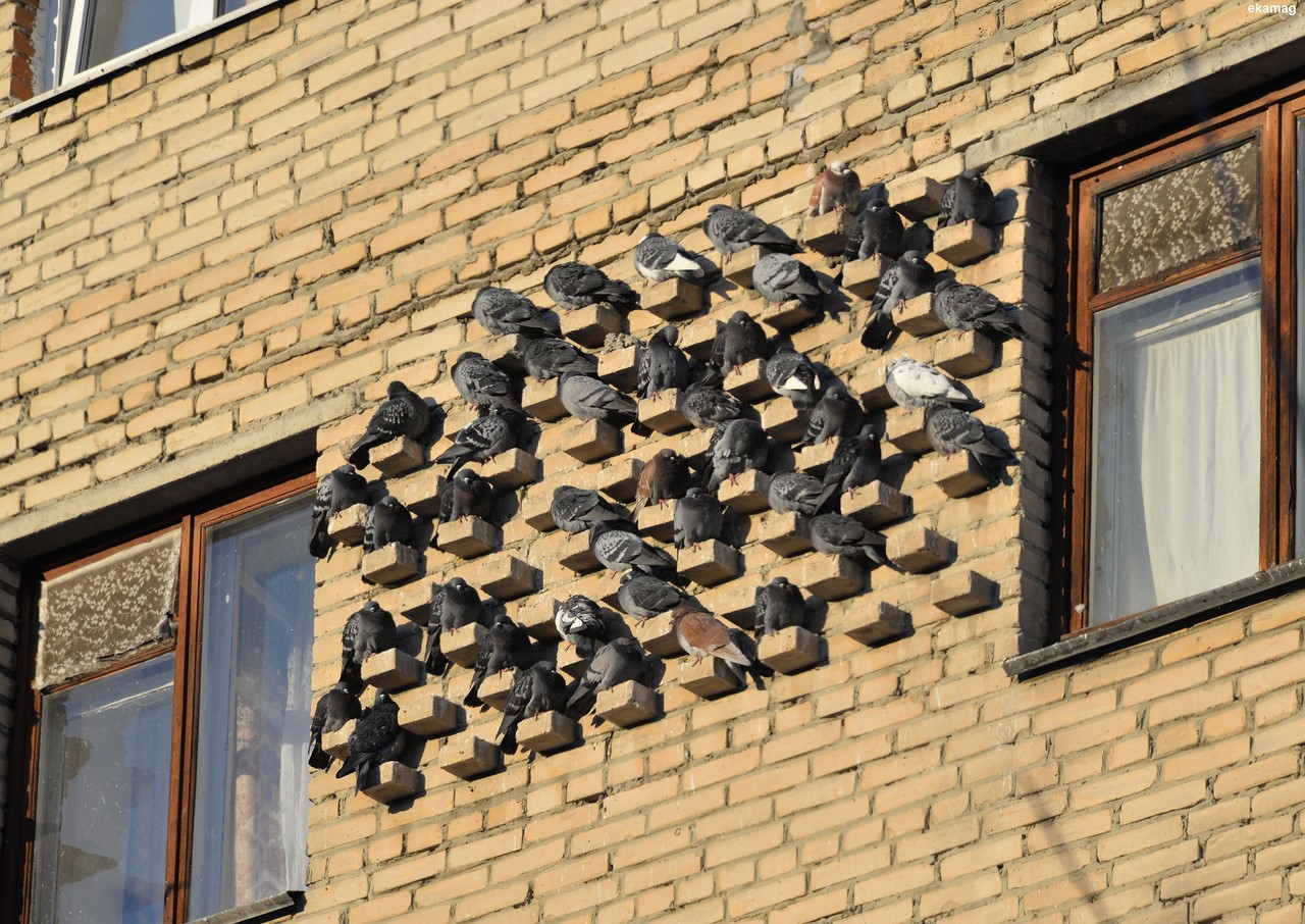 Pigeon hostel - Pigeon, Heat, 