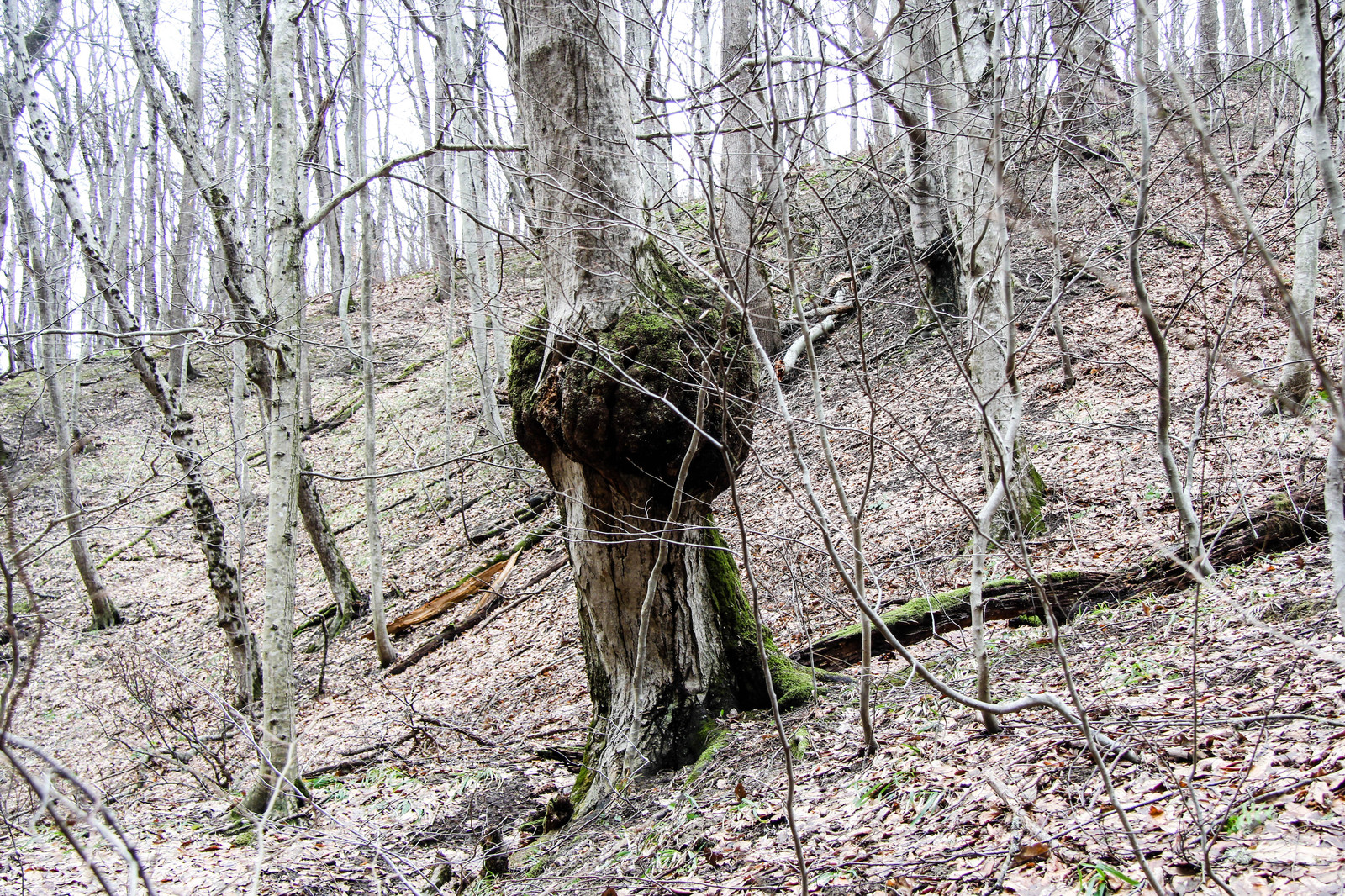 New Year's adventures of a good-for-nothing hiker: Gorge Hospital slot in Goryachiy Klyuch. - My, Hot Key, Gorge, , Краснодарский Край, Russia, Travels, Tourism, New Years holidays, Longpost