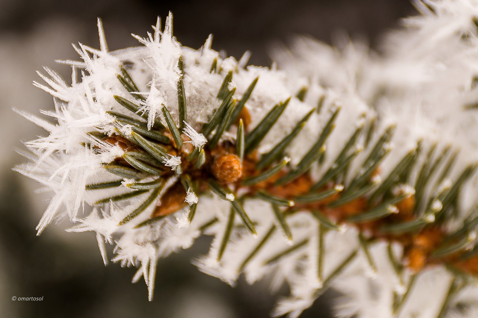 Beautiful Vitebsk frost - Republic of Belarus, Vitebsk, Photo, freezing, Frost, Longpost