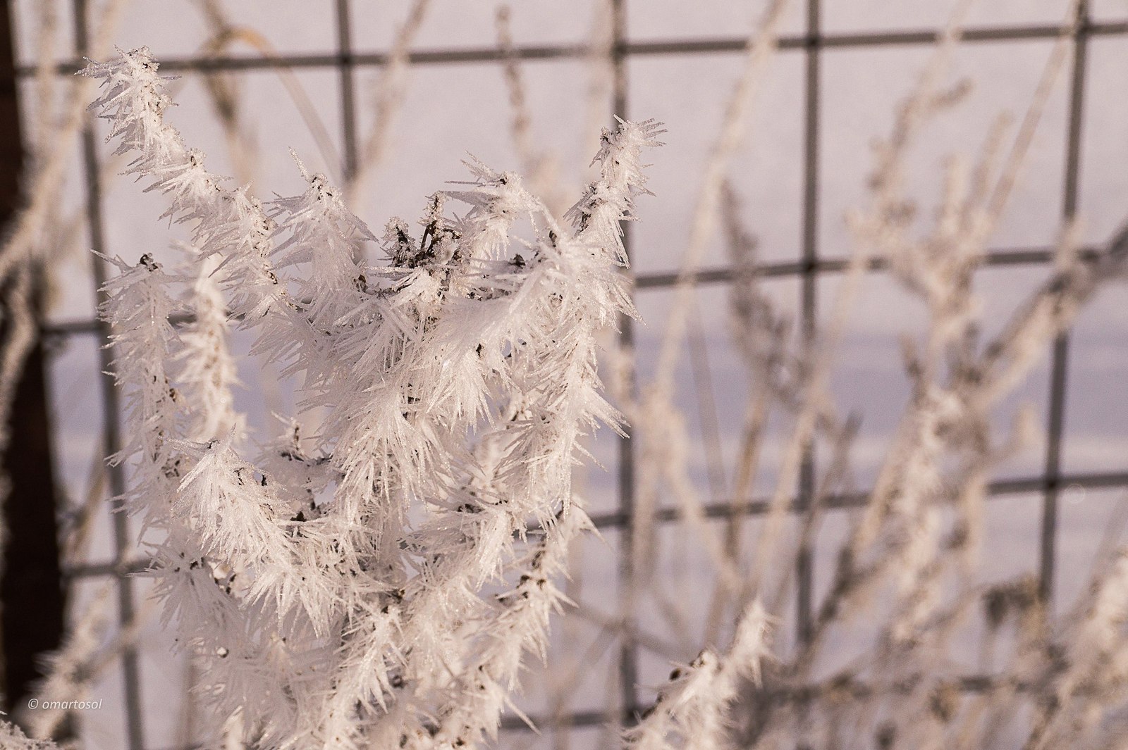 Beautiful Vitebsk frost - Republic of Belarus, Vitebsk, Photo, freezing, Frost, Longpost