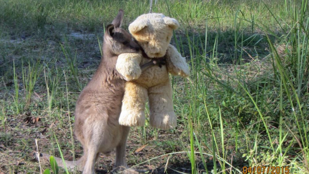 Kangaroo Doodlebug finds solace in a teddy bear - Kangaroo, Toys, Plush, The Bears, Animals, Milota, Touching, Australia