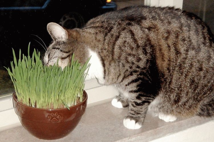 It's time to vitaminize. - cat, Greenery, Vitamins