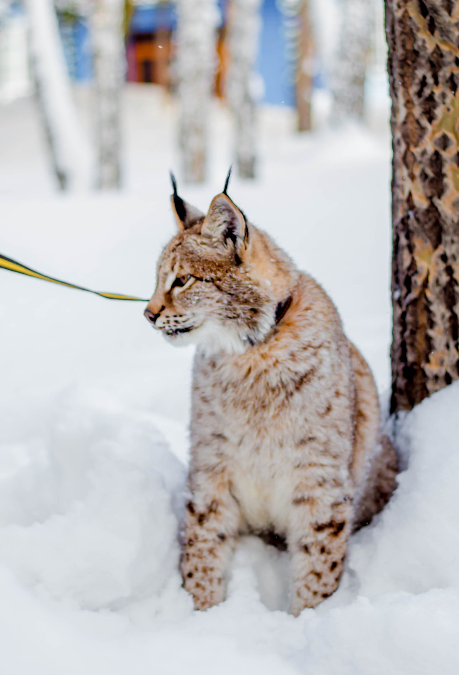 Our channel about animals on YouTube ZOBROTHER AND LYNX. - My, , Nashkanal, On YouTube, Russia, Longpost, visit