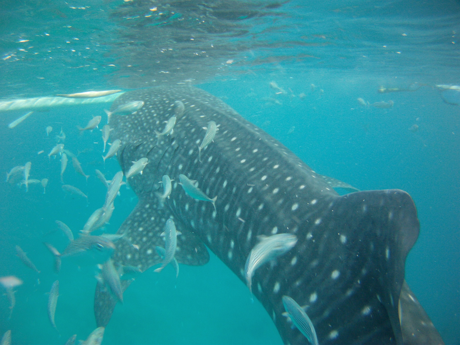 Philippines. - My, Shark, Whale shark, Philippines, Vacation, Longpost