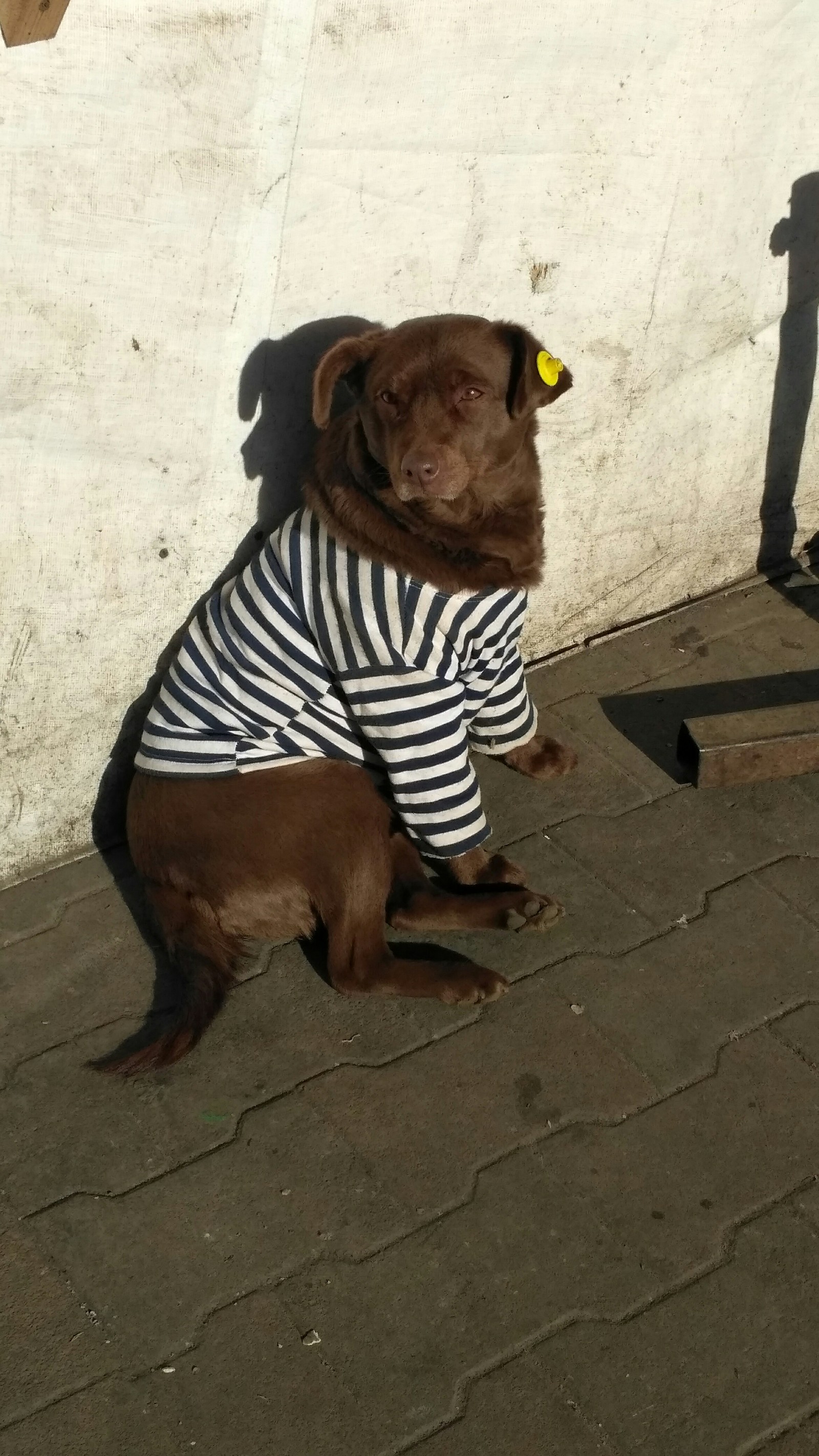 Sailor dog) - My, Dog, The photo, Sailor, Friend of human, Care