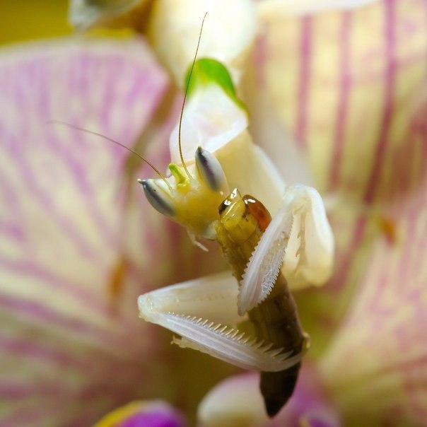 Orchid mantis - Orchid mantis, Insects, Longpost