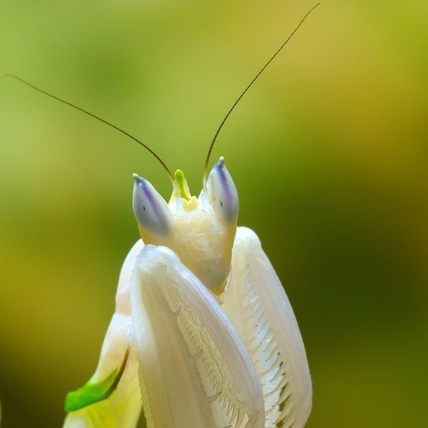 Orchid mantis - Orchid mantis, Insects, Longpost