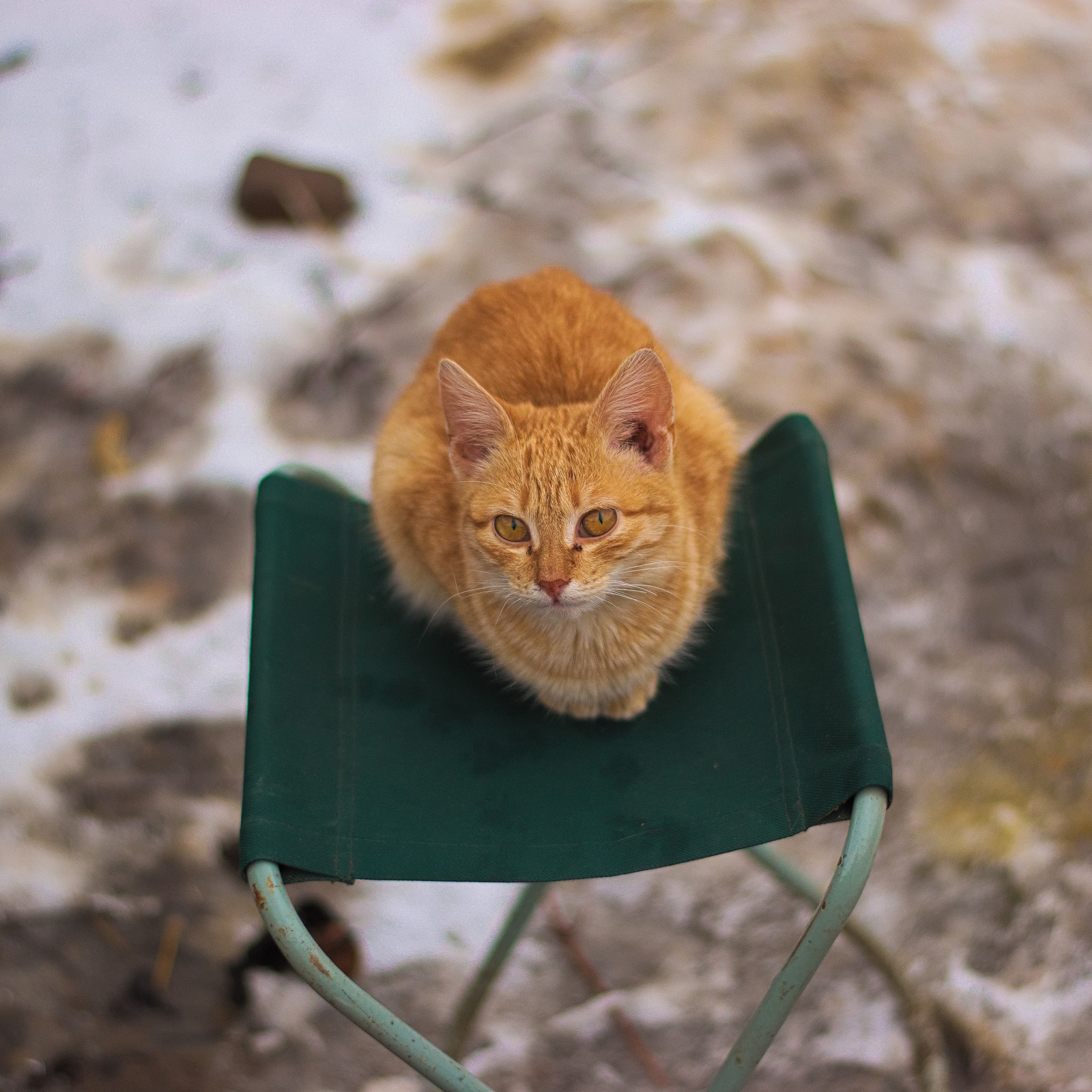 Деревенские котики - Моё, Котомафия, Кот, Питомец, Животные, Деревня, Моё, Длиннопост, Домашние животные