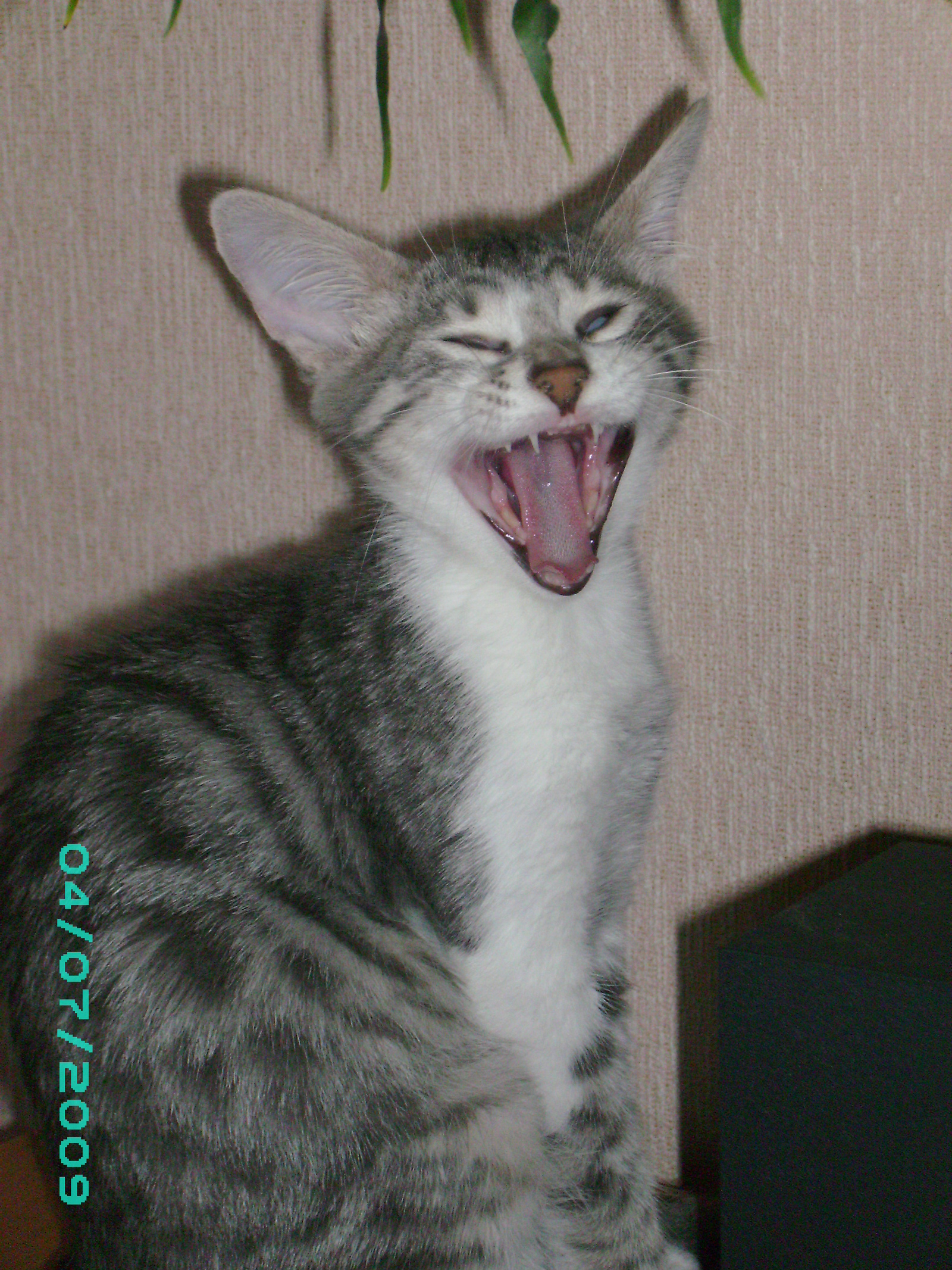 Do not snooze! - My, Yawn, , cat, Wakefulness, To fall, Teeth, Fluffy, Longpost