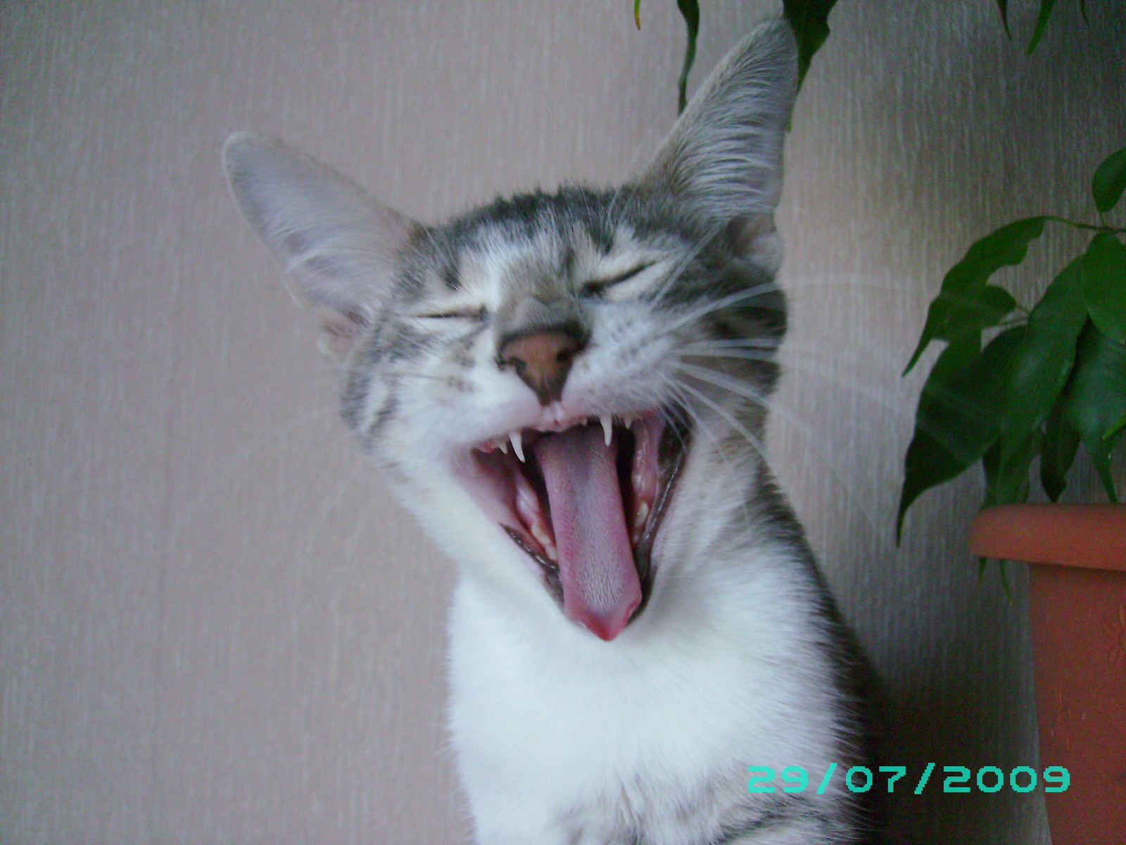 Do not snooze! - My, Yawn, , cat, Wakefulness, To fall, Teeth, Fluffy, Longpost