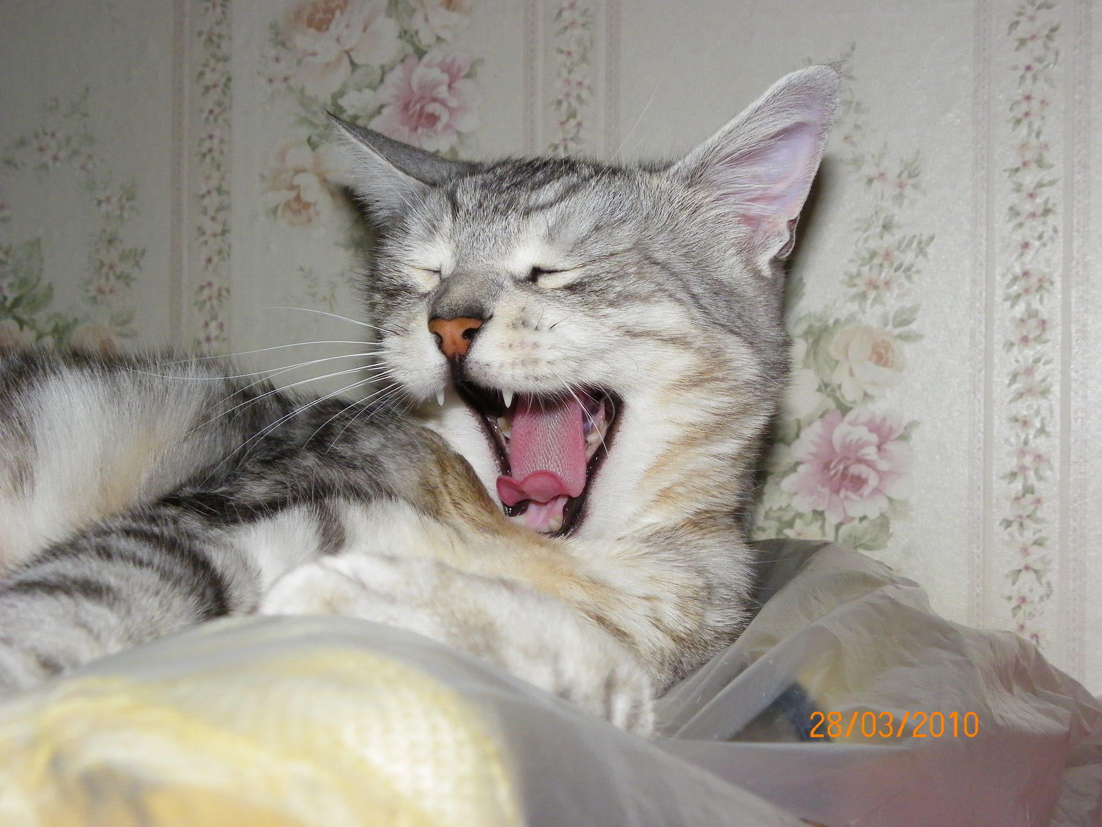 Do not snooze! - My, Yawn, , cat, Wakefulness, To fall, Teeth, Fluffy, Longpost