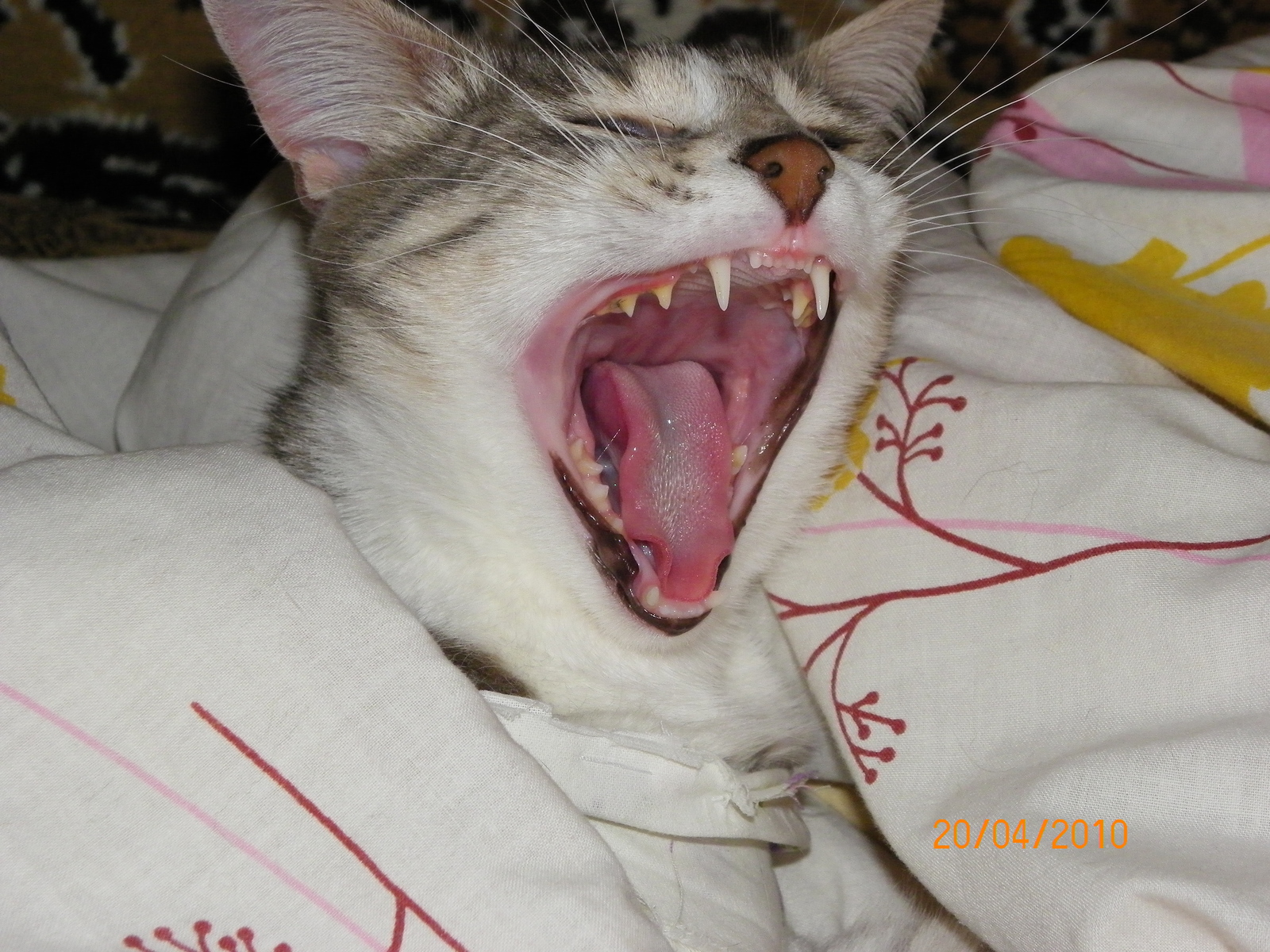 Do not snooze! - My, Yawn, , cat, Wakefulness, To fall, Teeth, Fluffy, Longpost