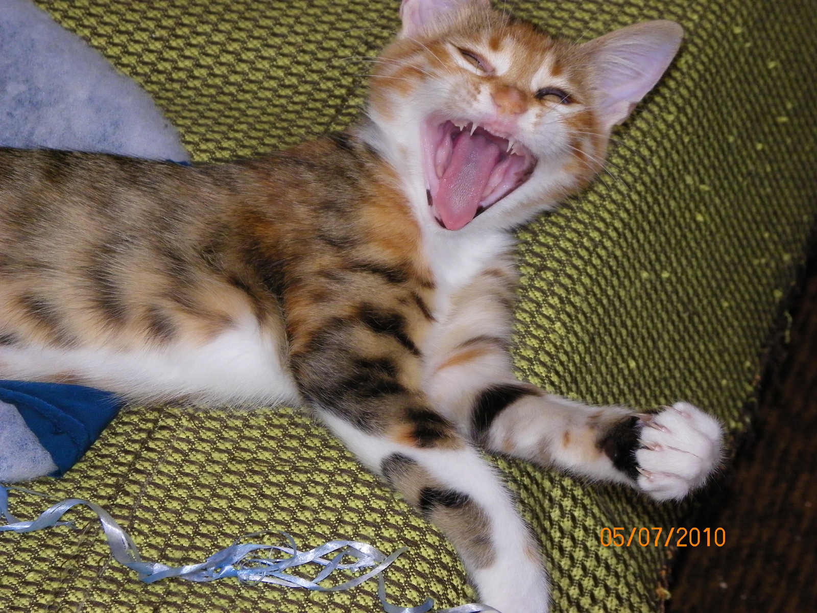 Do not snooze! - My, Yawn, , cat, Wakefulness, To fall, Teeth, Fluffy, Longpost