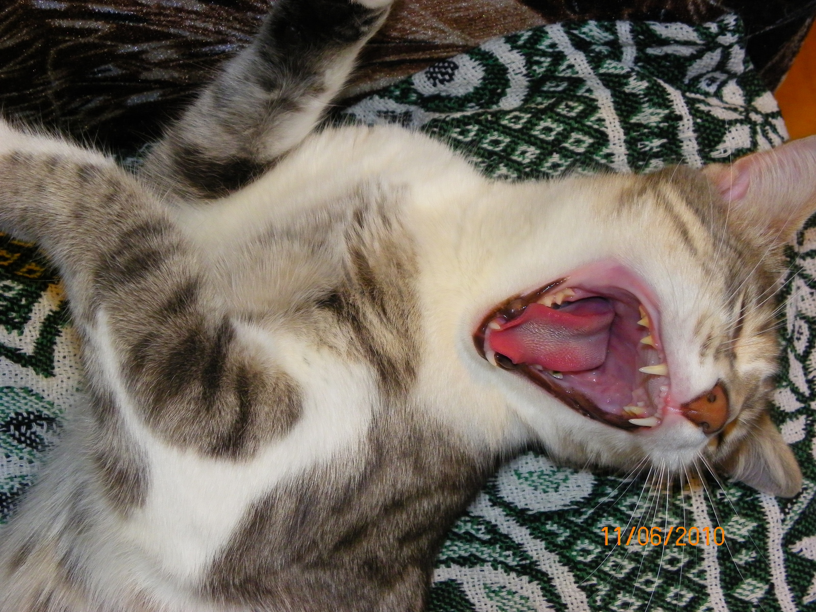 Do not snooze! - My, Yawn, , cat, Wakefulness, To fall, Teeth, Fluffy, Longpost