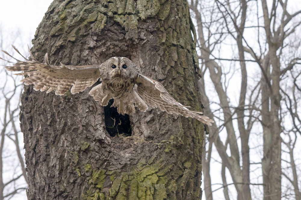 Acquaintance on trial. - My, Photographer, Owl, Birds, Dog, Longpost