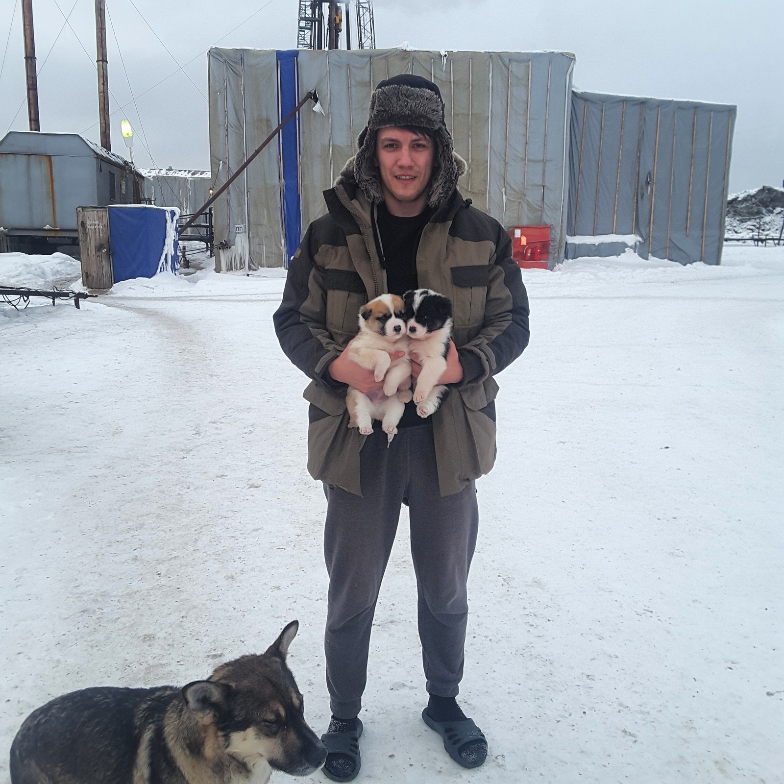 Cute puppies, save from loneliness at the drilling rig :) - My, Dog, Puppies, Work, Longpost