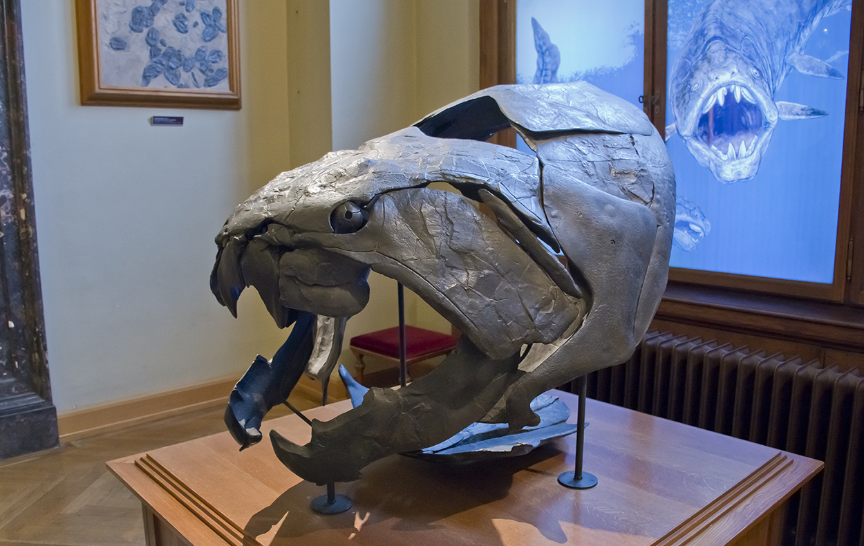 Armored horror of the ancient seas - Dunkleosteus. - My, Interesting, Paleontology, A fish, Longpost, Dunkleostey, The science, Evolution, GIF