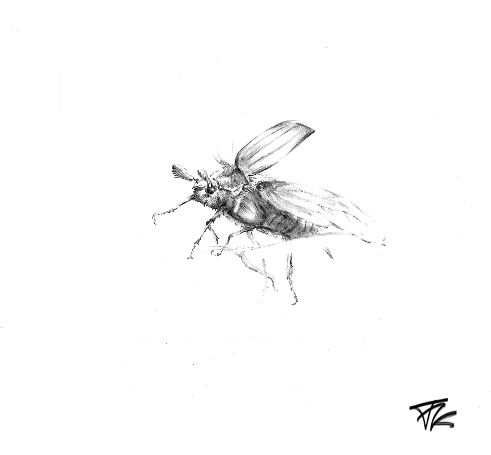 Bugs from a pencil - My, Drawing, Pencil, Жуки, Insects, Longpost