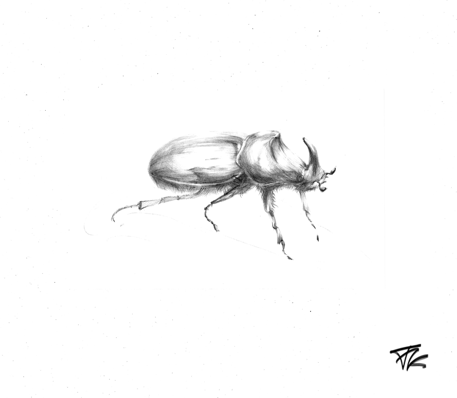 Bugs from a pencil - My, Drawing, Pencil, Жуки, Insects, Longpost