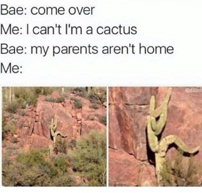 cactus life - Cactus, Girls, 