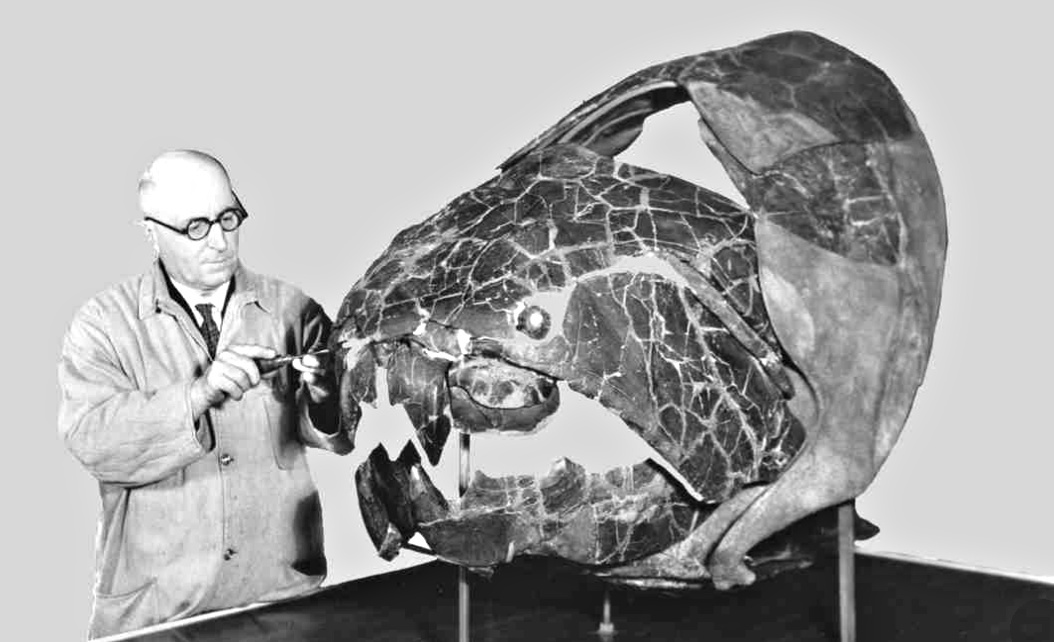 Armored horror of the ancient seas - Dunkleosteus. - My, Interesting, Paleontology, A fish, Longpost, Dunkleostey, The science, Evolution, GIF