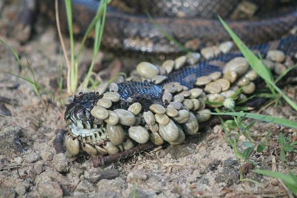 Oh my God! I want to unsee it! - Snake, Not mine, Mite, Horror, Informative