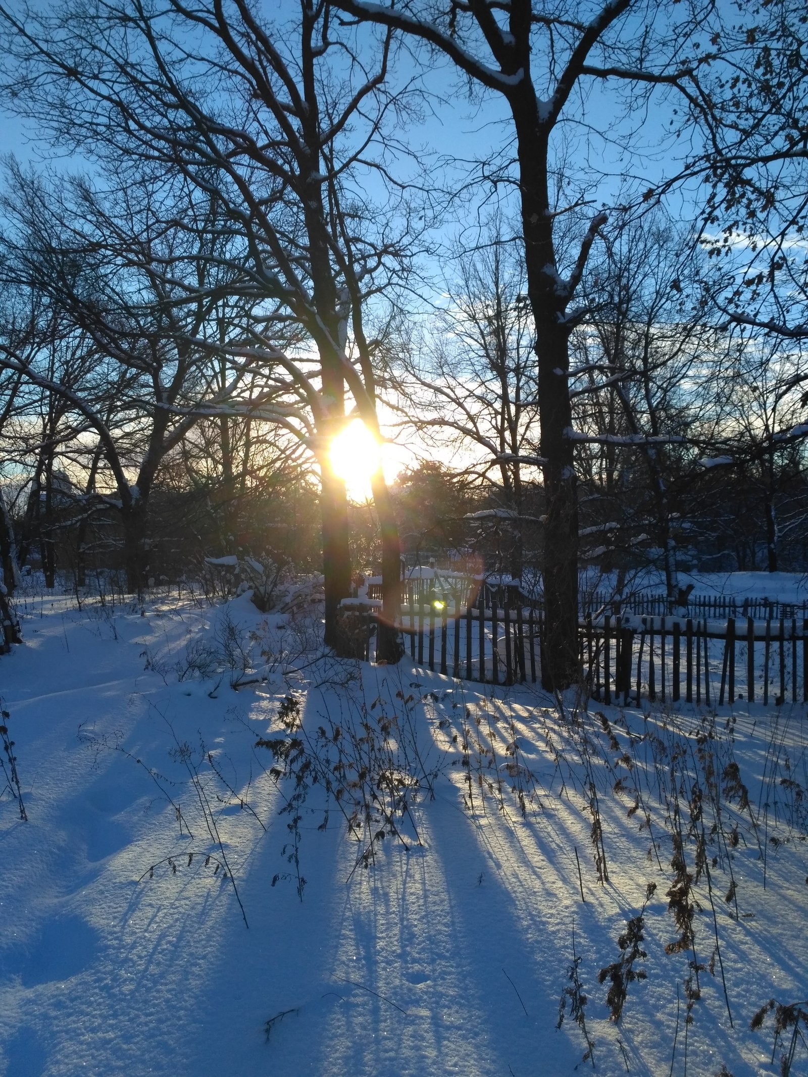 Winter's tale - Longpost, Forest, Dog, beauty