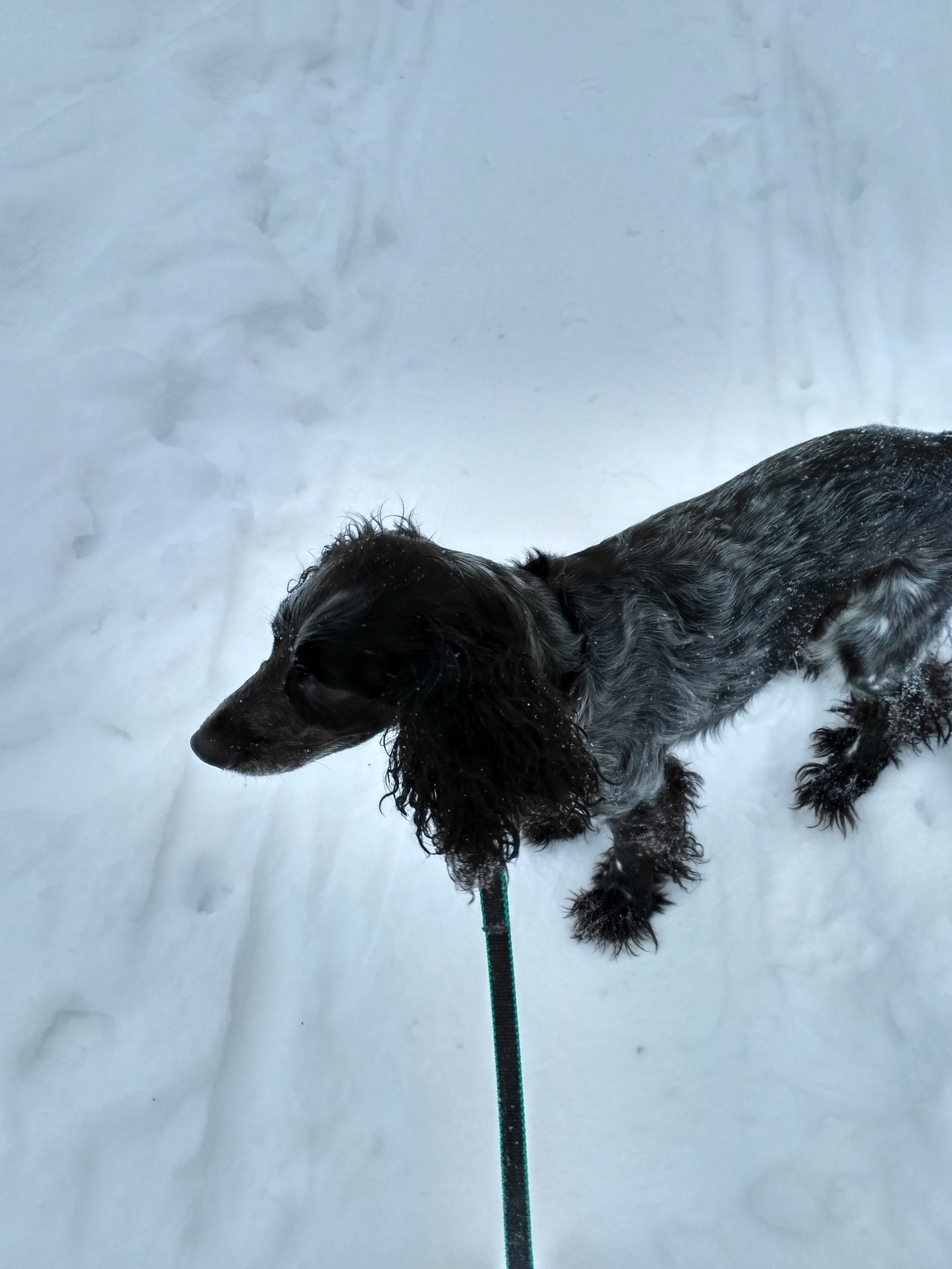 Winter's tale - Longpost, Forest, Dog, beauty